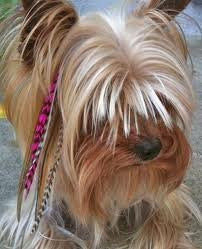 Hot New Pet Craze 5 Pink Grizzly Feather Hair Extensions for Your Dog or Pet