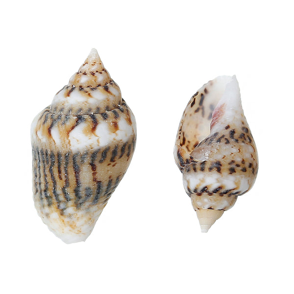 Sexy Sparkles 20 Pcs Shell Embellishment Findings Natural Spiral (15mm x 10mm)